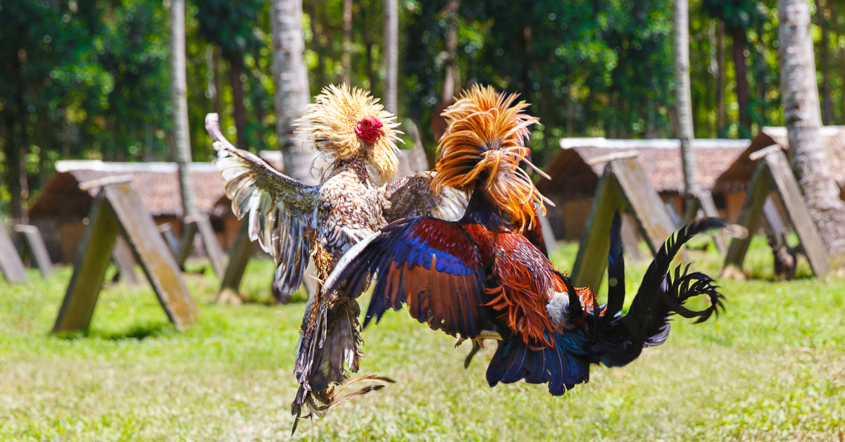 Online Sabong Cockfighting